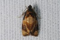 Ditula angustiorana