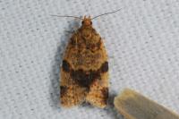 Epagoge grotiana