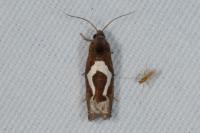 Epiblema foenella