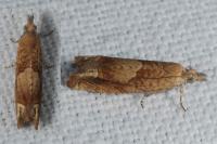 Eucosma conterminana