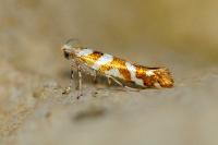 Argyresthia goedartella