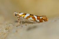 Argyresthia goedartella