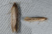 Limnaecia phragmitella