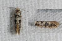 Infurcitinea