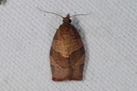 Pandemis heparana