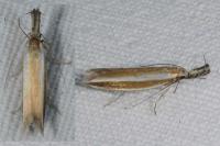 Pleurota aristella