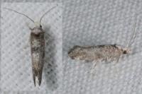 Paraswammerdamia albicapitella