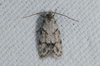 Symmoca signatella