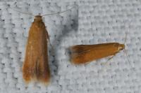 Tischeria