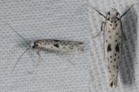 Yponomeuta plumbella