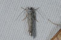 Yponomeuta sedella