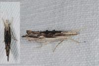 Ypsolopha scabrella