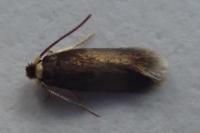 Stigmella tiliae