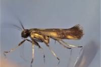 Euspilapteryx auroguttella