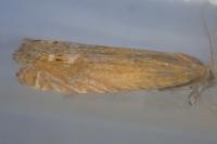 Lathronympha strigana