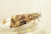 Celypha lacunana