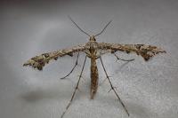 Amblyptilia punctidactyla