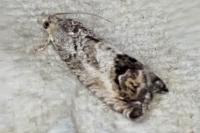 Cydia splendana