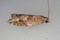Rhopobota naevana