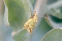 Agapeta hamana