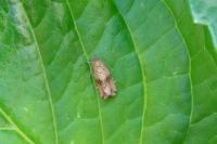 Celypha striana
