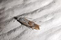 Bucculatrix