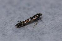 Parectopa ononidis