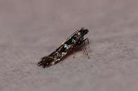 Parectopa ononidis