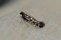 Parectopa ononidis