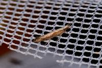 Plutella xylostella