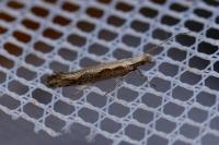 Plutella xylostella