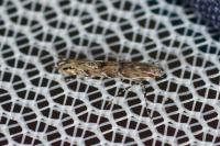 Acrocercops brongniardella