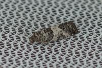 Spilonota laricana