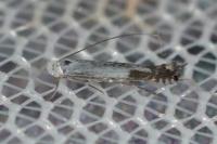 Lyonetia clerkella