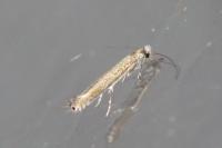 Lyonetia clerkella
