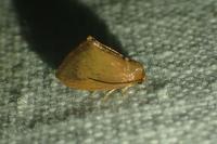 Heterogenea asella
