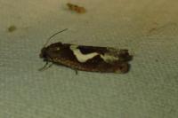 Epiblema foenella