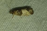 Spilonota ocellana