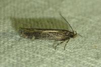 Aroga velocella