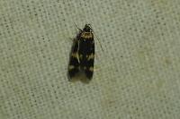 Oegoconia