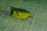 Agapeta hamana