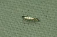 Phyllocnistis