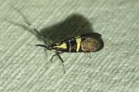 Dasycera oliviella