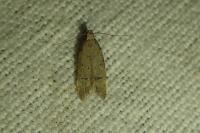 Teleiodes vulgella