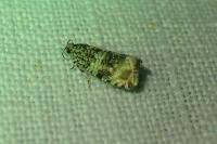 Celypha lacunana