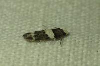 Recurvaria leucatella