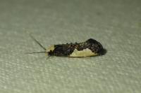 Monopis monachella