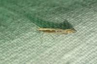 Plutella xylostella