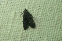 Dichomeris alacella