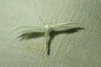 Pterophorus pentadactylus